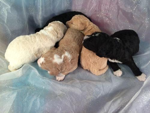 Parti colored Puppies for Sale